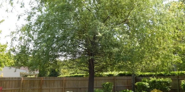 Long Island Center for Recovery